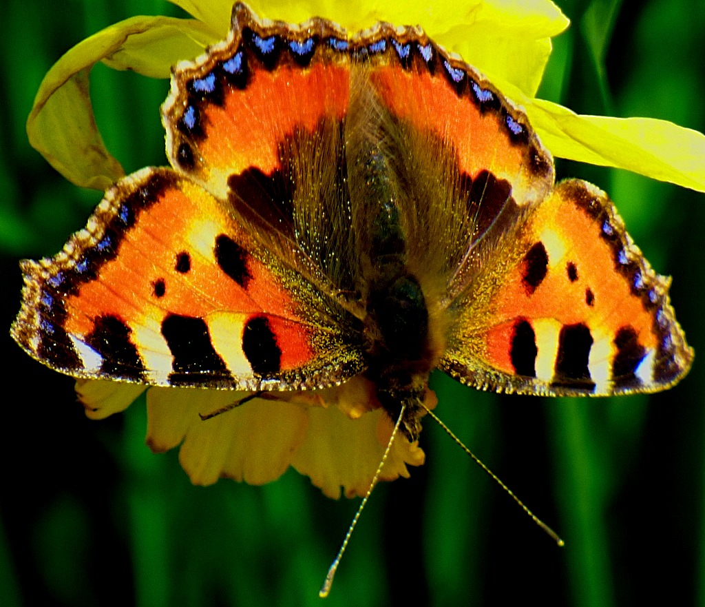 Tortoiseshell Butterfly II