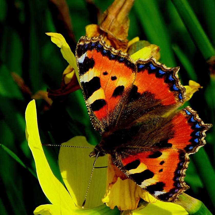 Tortoiseshell Butterfly III