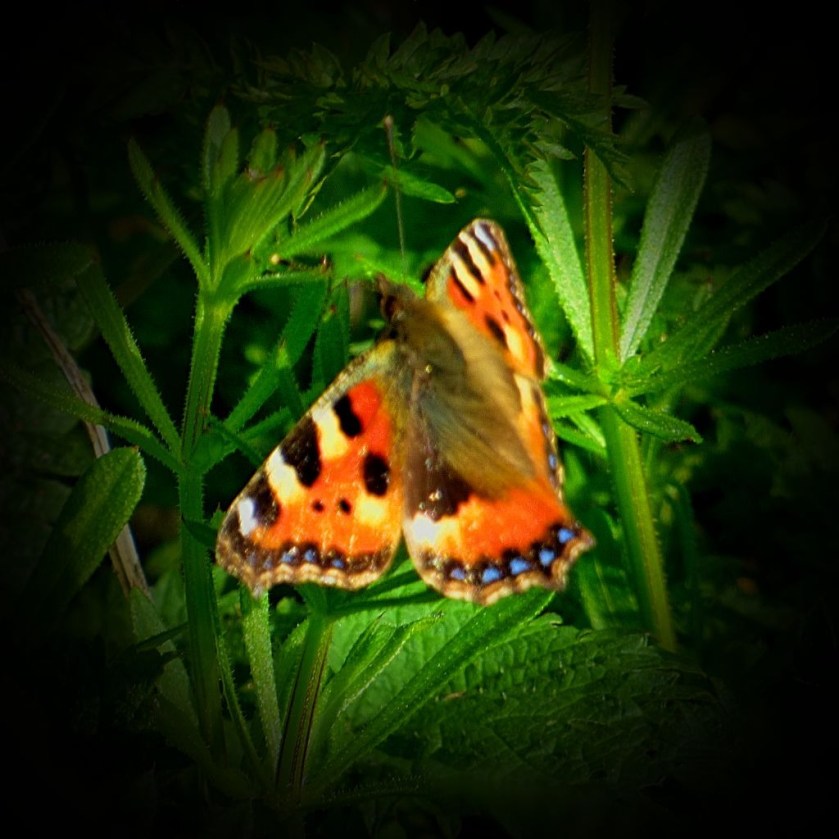 Tortoiseshell Butterfly IV