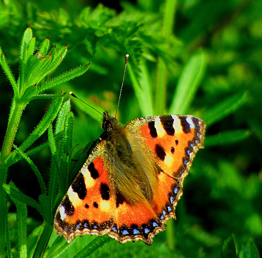 Tortoiseshell Butterfly VI
