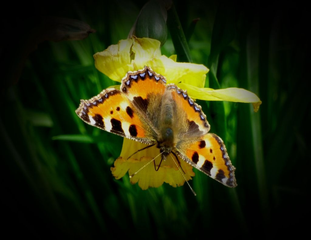 Tortoiseshell Butterfly