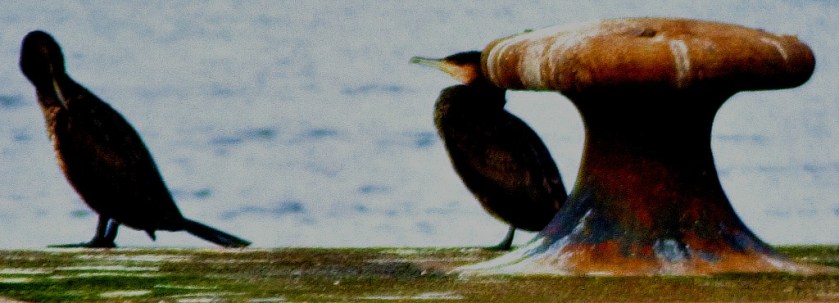 Two cormorants I