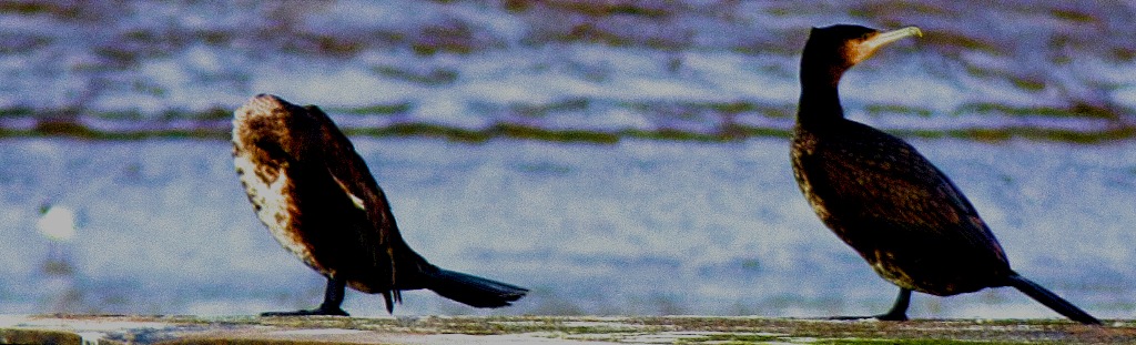 Two Cormorants II