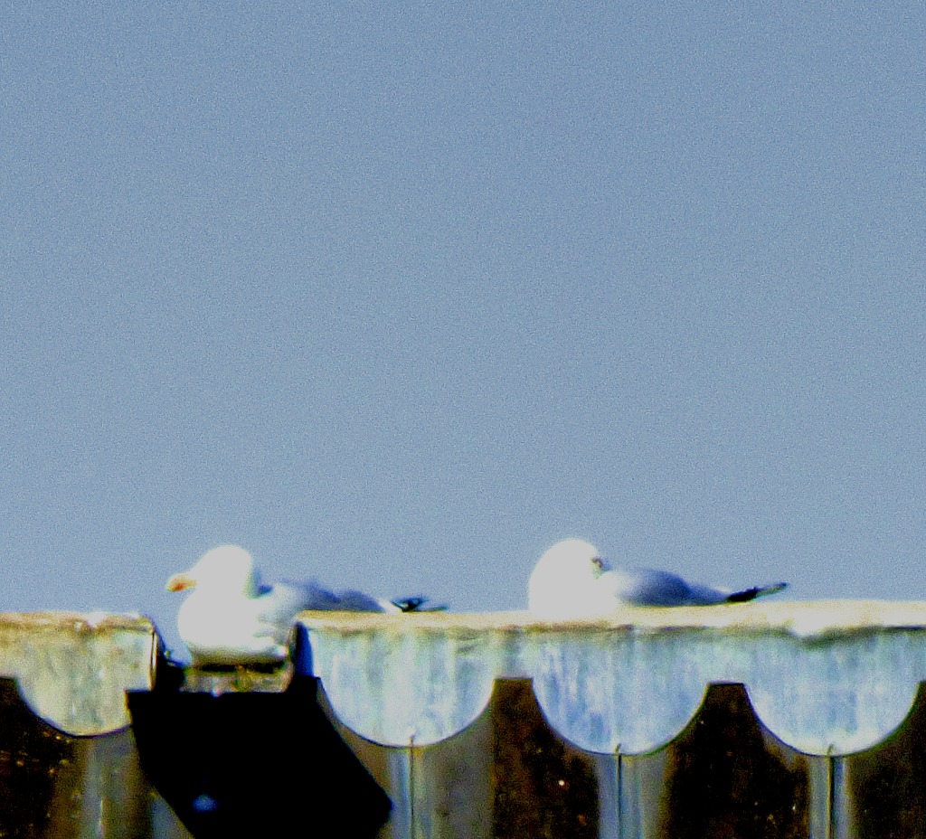 two gulls