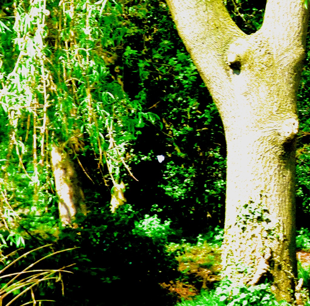 White Butterfly in flight