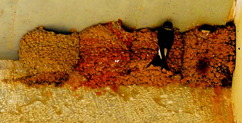 Adult House Martin visits one of the nests