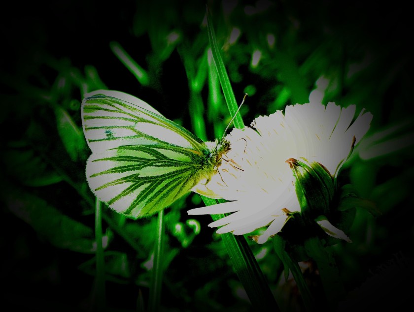 green and white butterfly