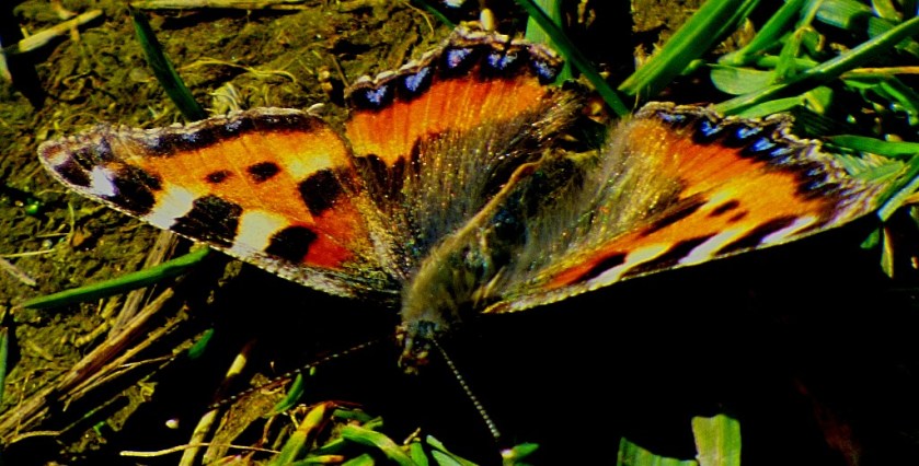 Small Tortoiseshell