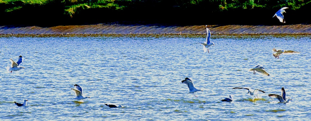 birds on the Grat Ouse