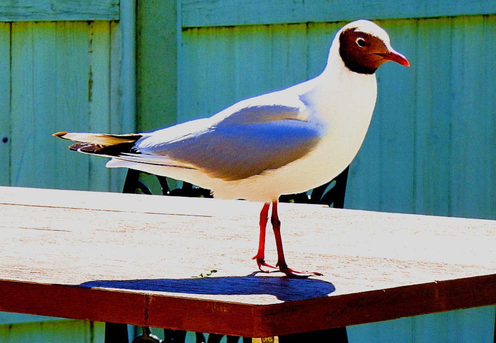 Black Headed Gull III