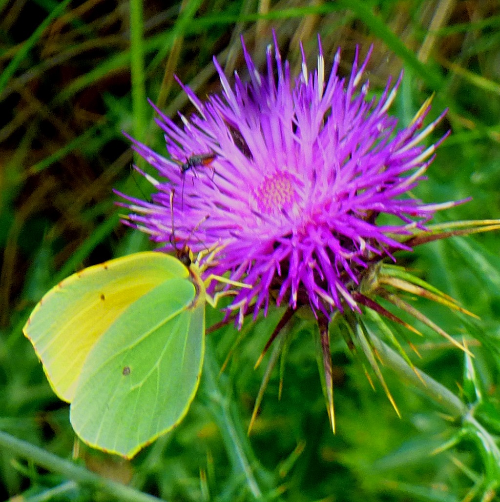Butterfly - folded wings