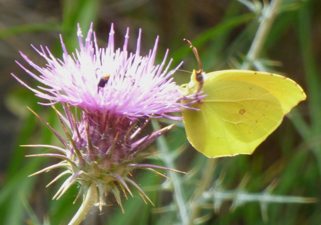 Butterfly on spiky plant