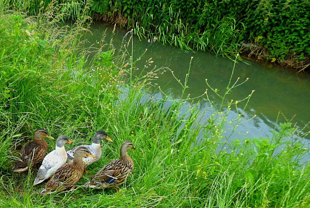 Ducks
