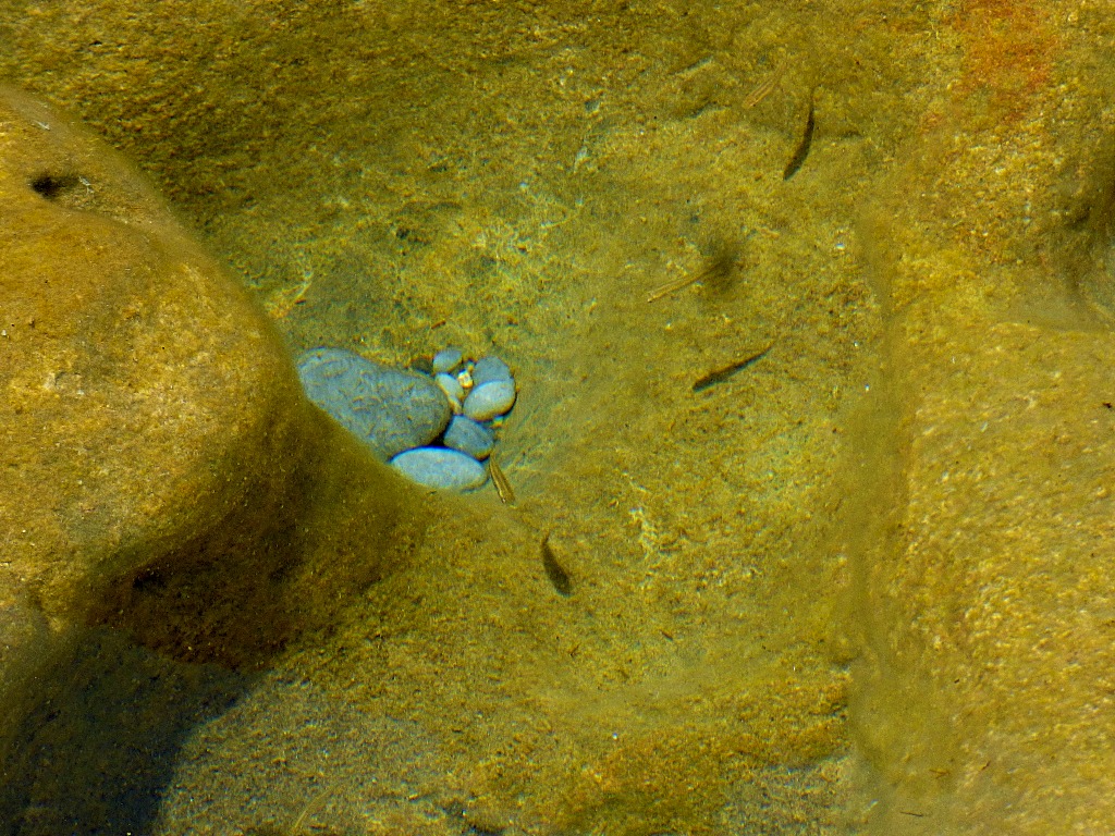 Fish in rockpool