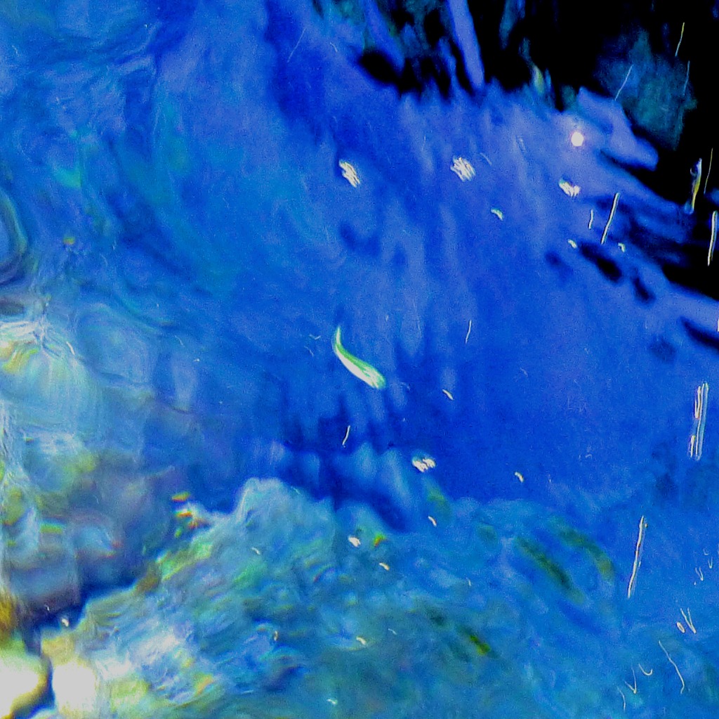 Fish in the sea - close up