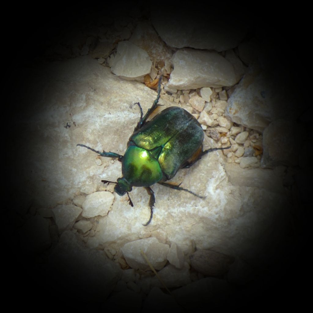 Giant green beetle