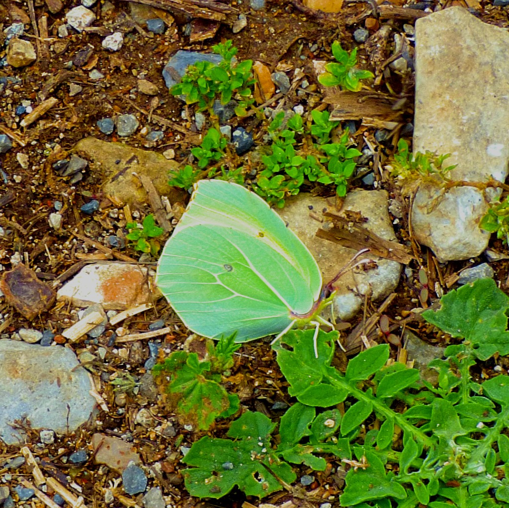 green butterfly