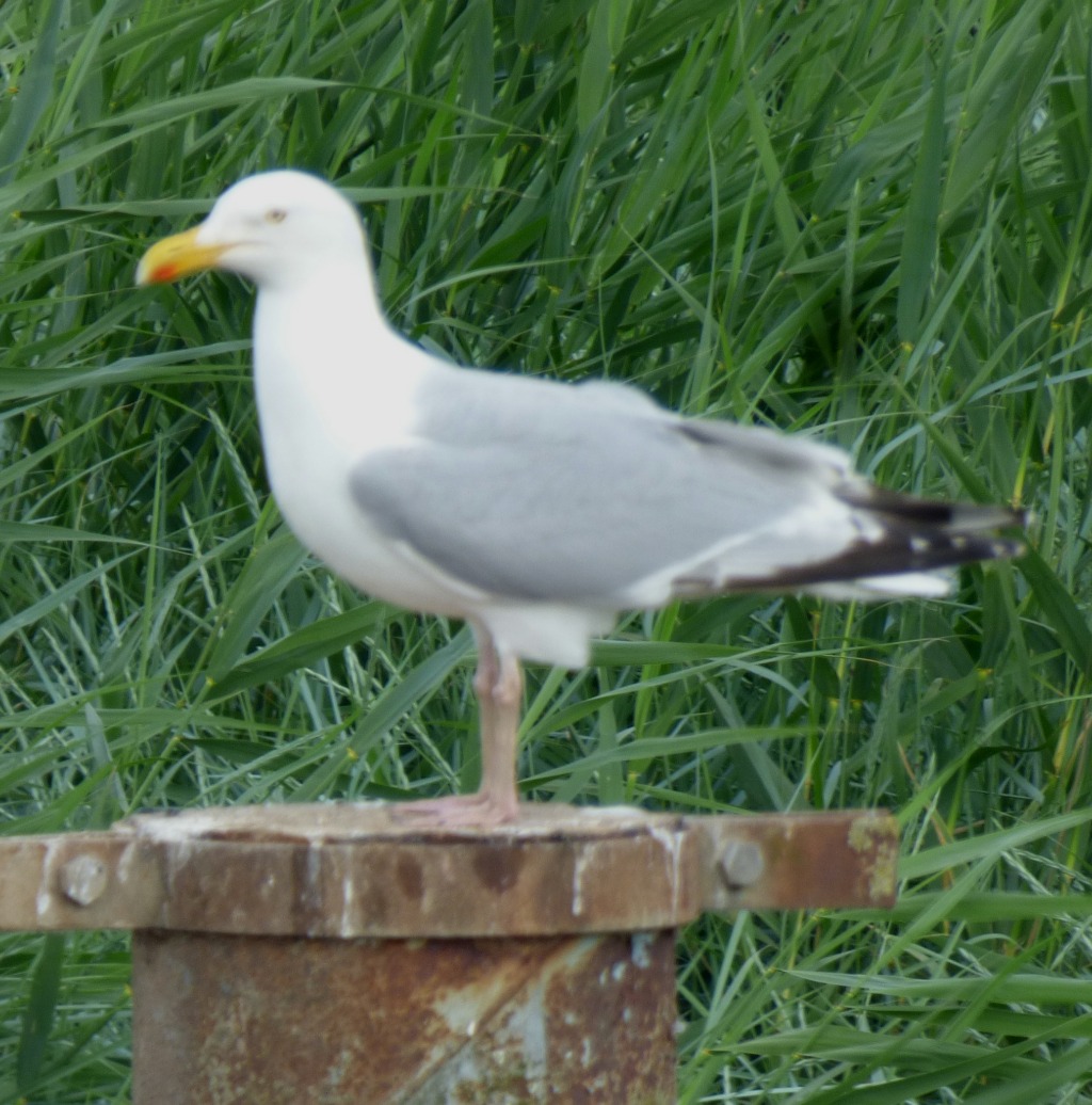Gull