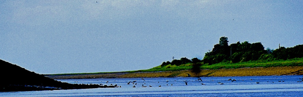 Gulls on the Great Ouse