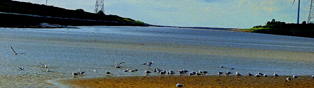 Gulls on The Great Ouse