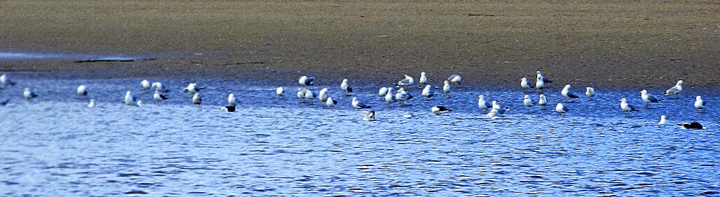 Gulls on the riverbank