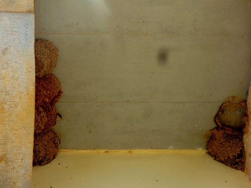 House Martin nests, Ag Nikolaos II