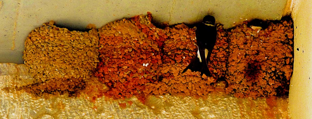 House Martin visits the nests