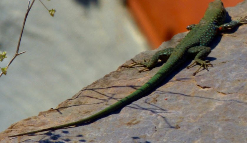 Lizard II