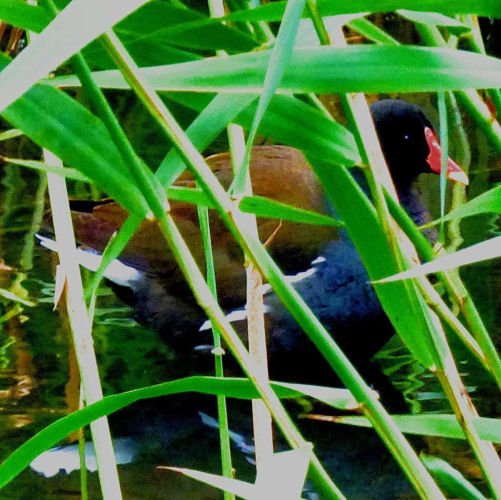 Moorhen III