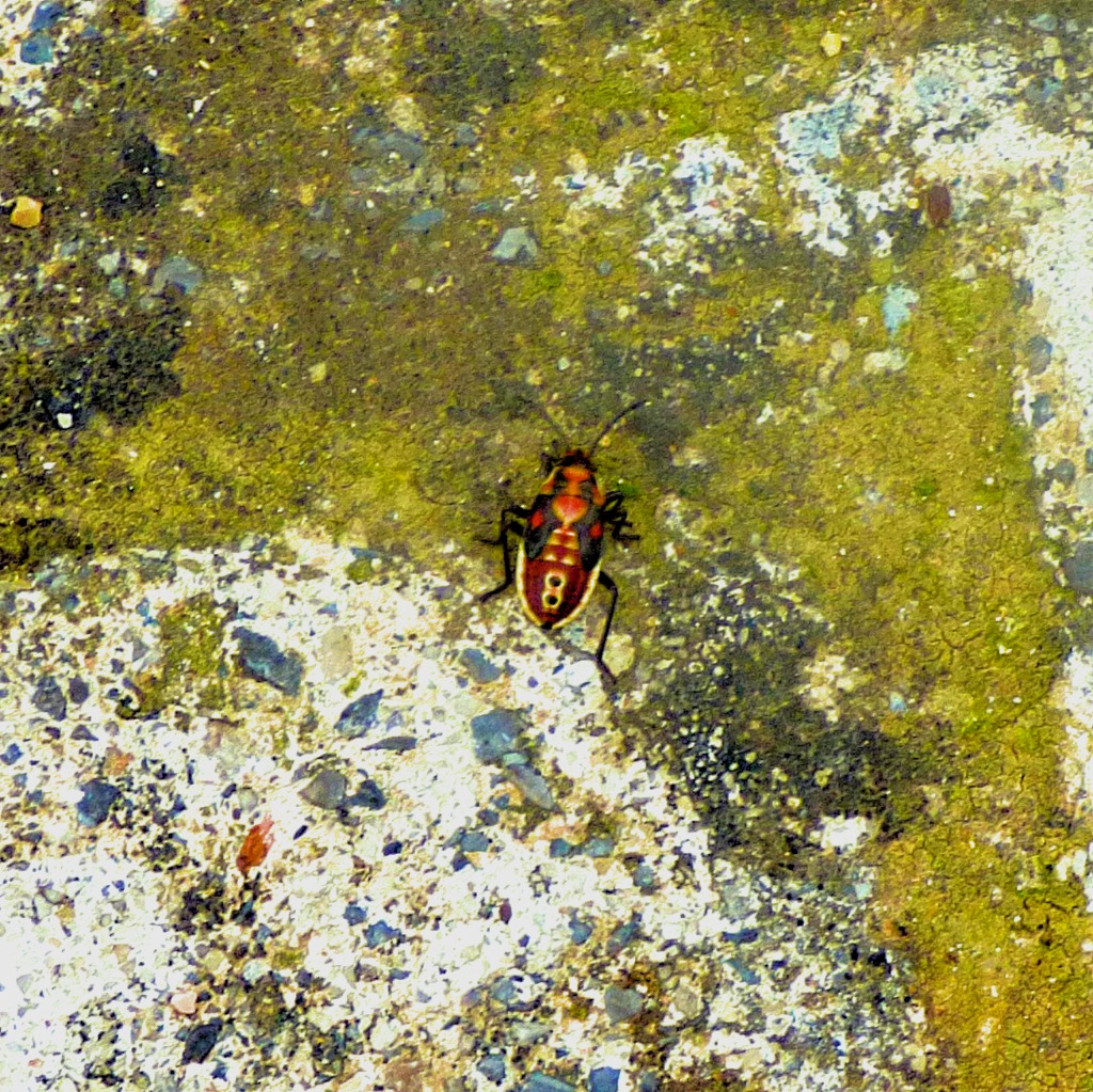 multi-coloured beetle II