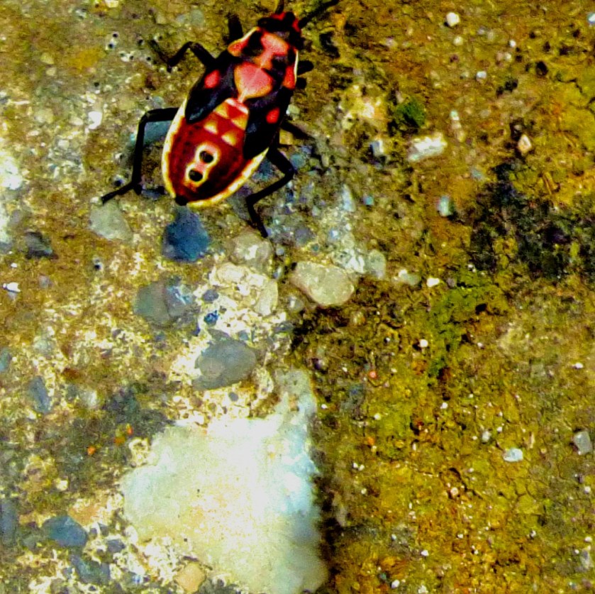 multicoloured beetle