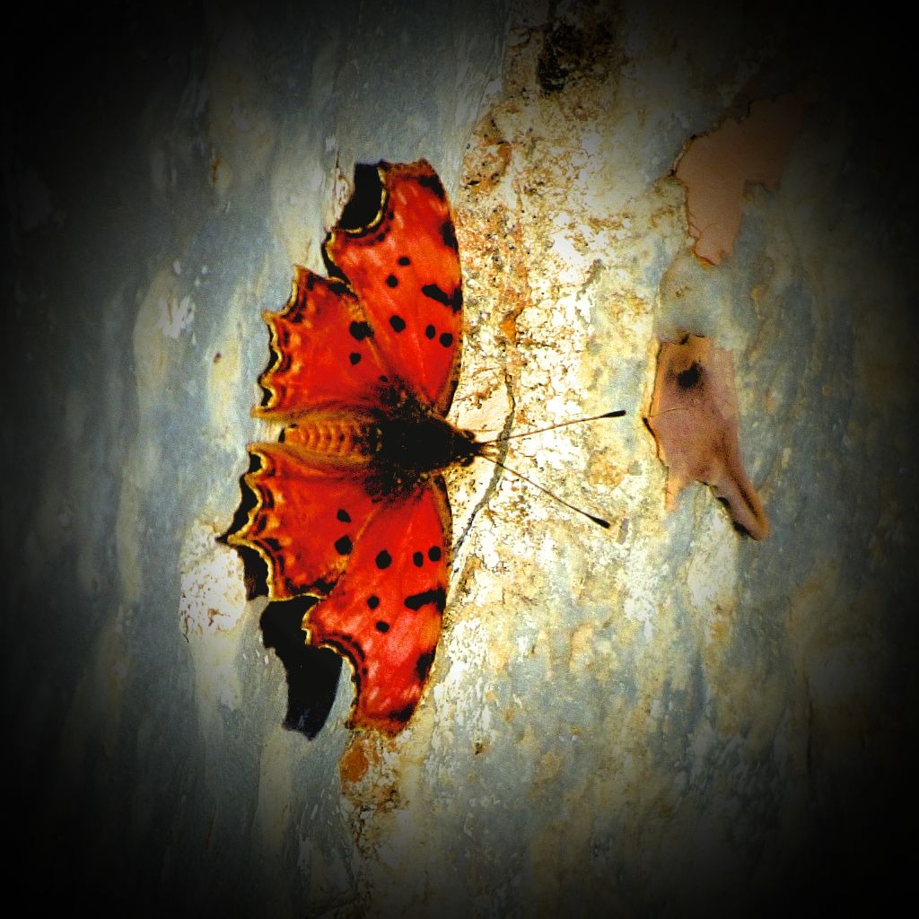 Orange butterfly III