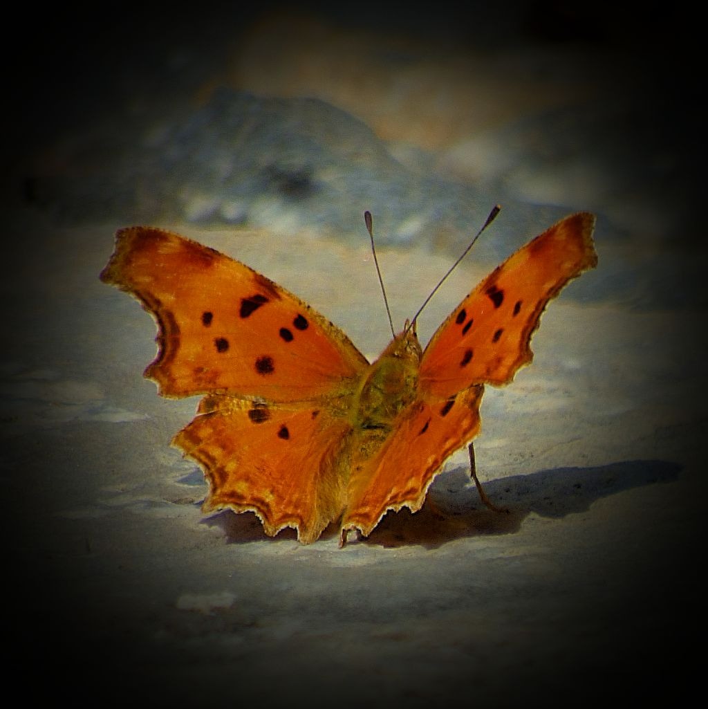 Orange butterfly VI