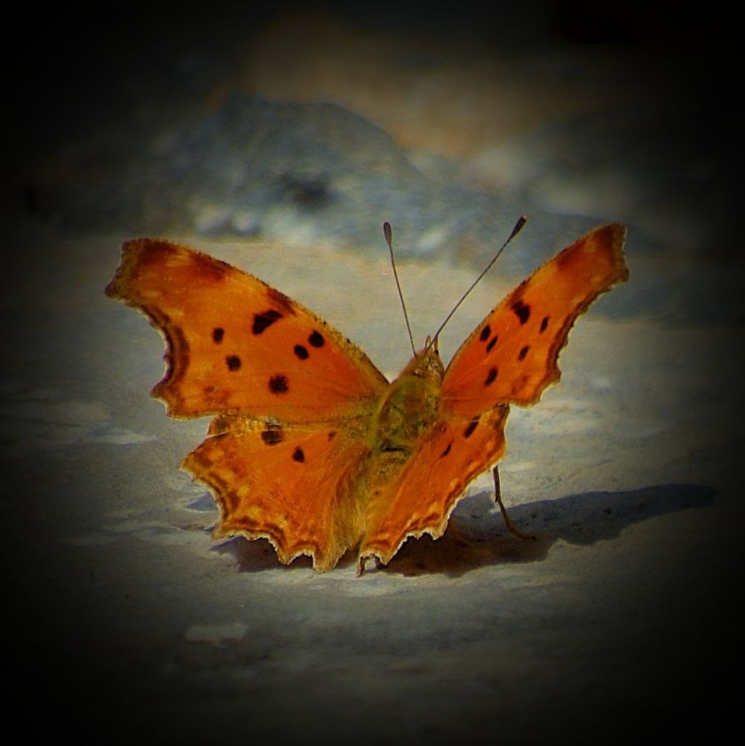 Orange butterfly VI