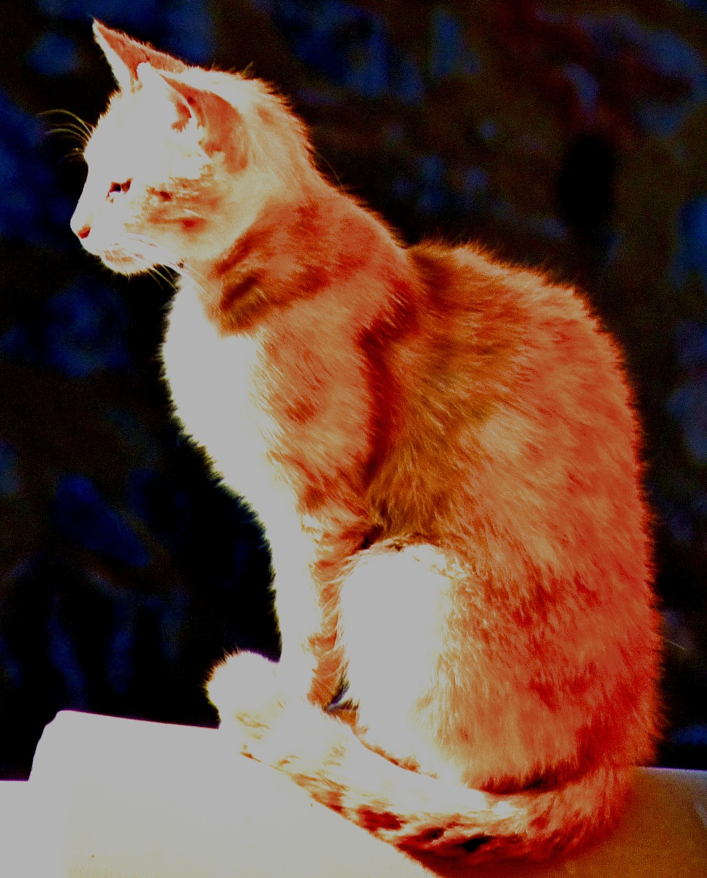 Orange cat