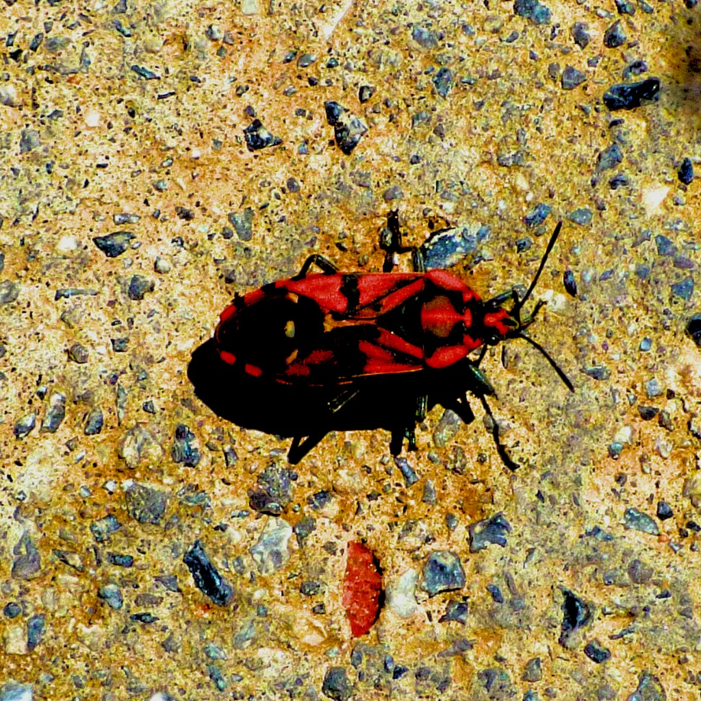 red beetle