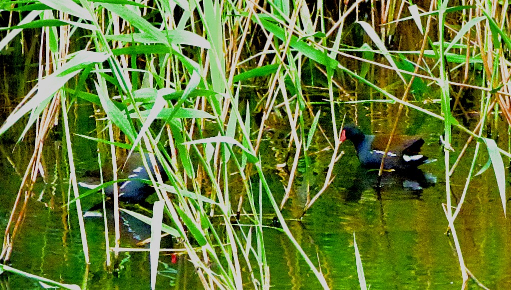 Two moorhens