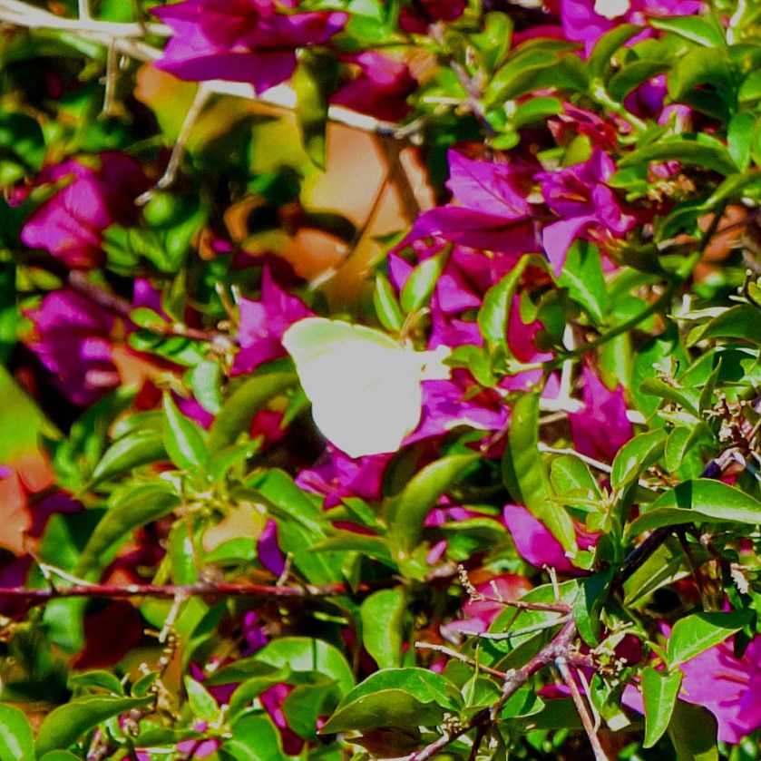 Yellow and green butterfly
