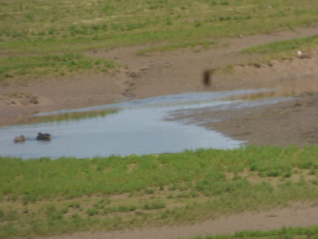 birds, Lelant Saltings