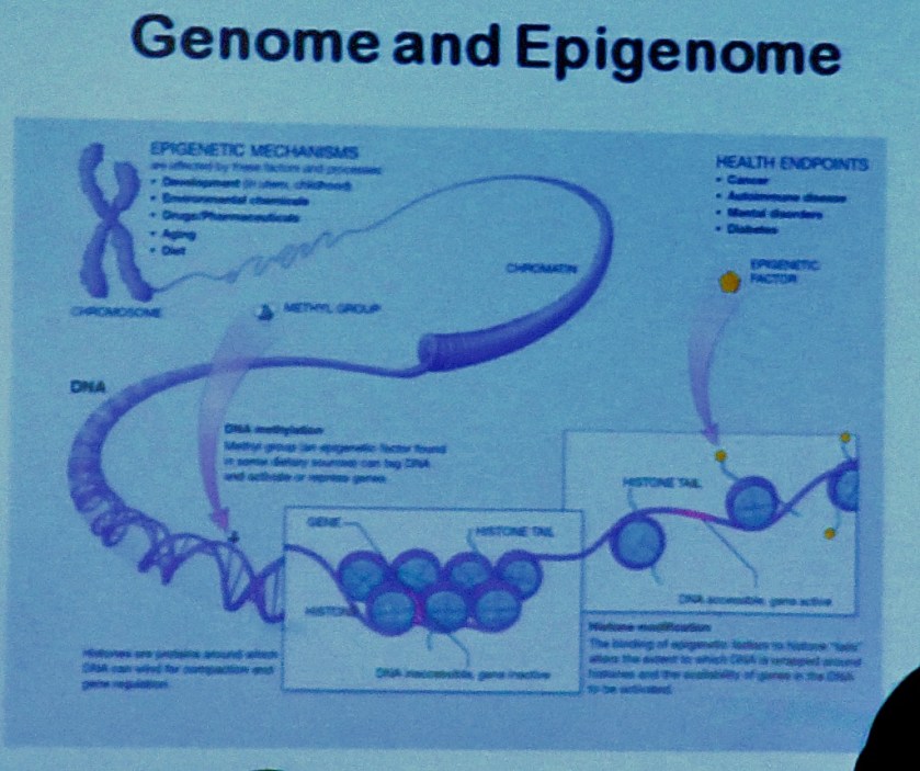 Genome and Epigenome