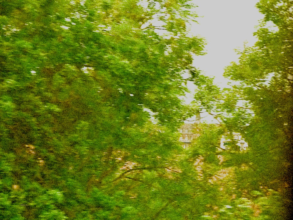 House through the trees