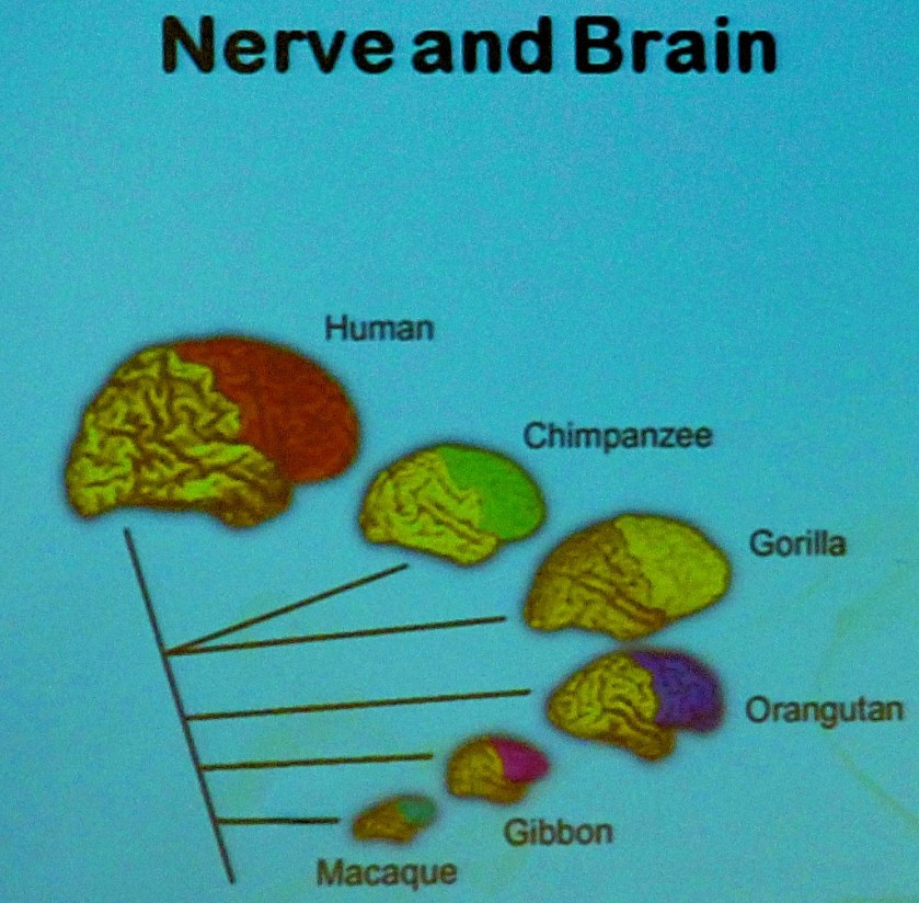 Nerve and Brain