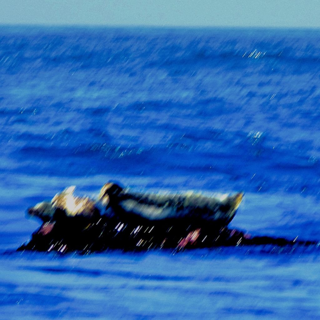 Seal about to be waterborne