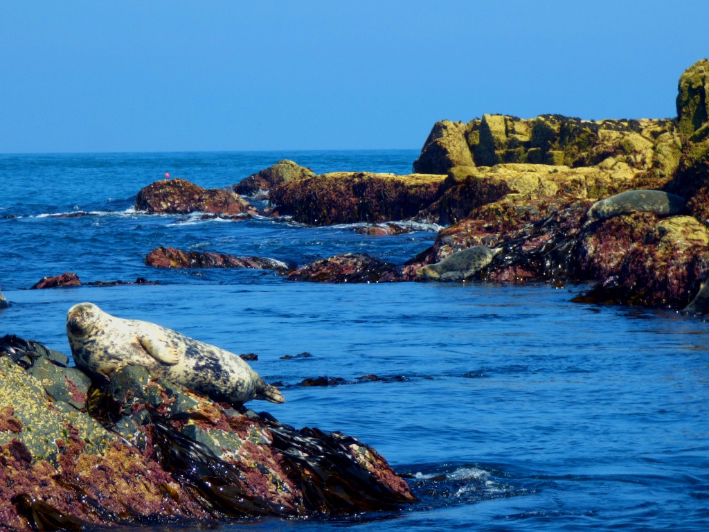 seal waves a flipper II