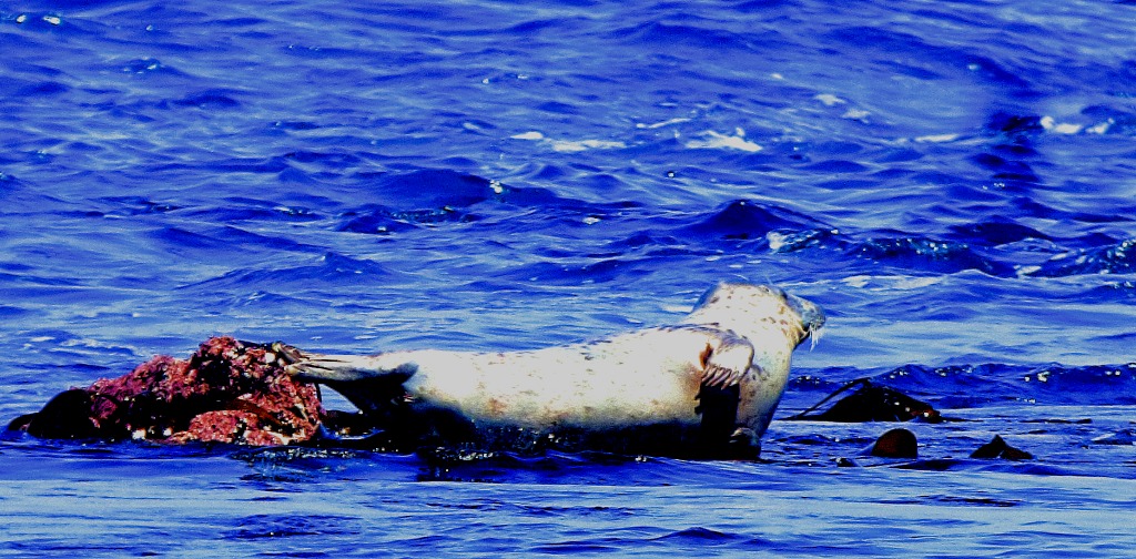 seal waves a flipper