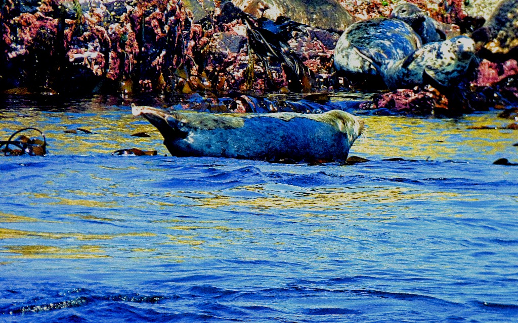 seals IV