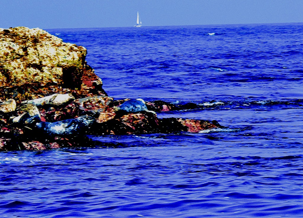 seals with yacht in background