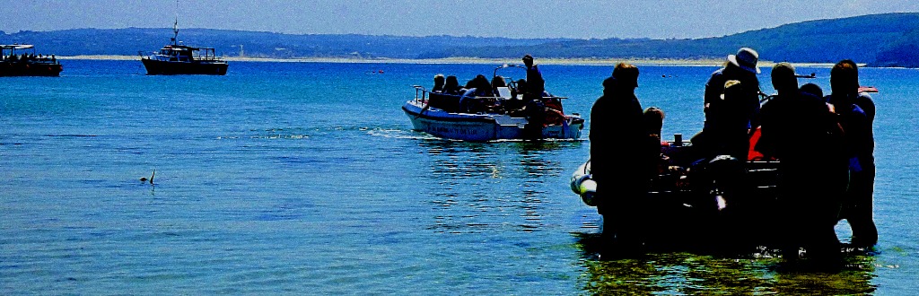 Small boats taking people out to the bigger boats for trips to see the seals