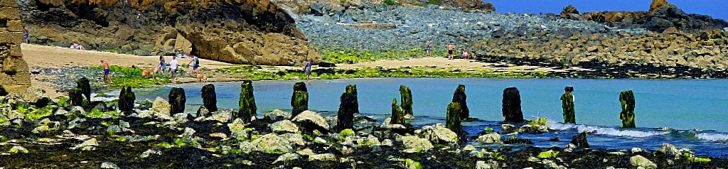 Standing tree stump circle