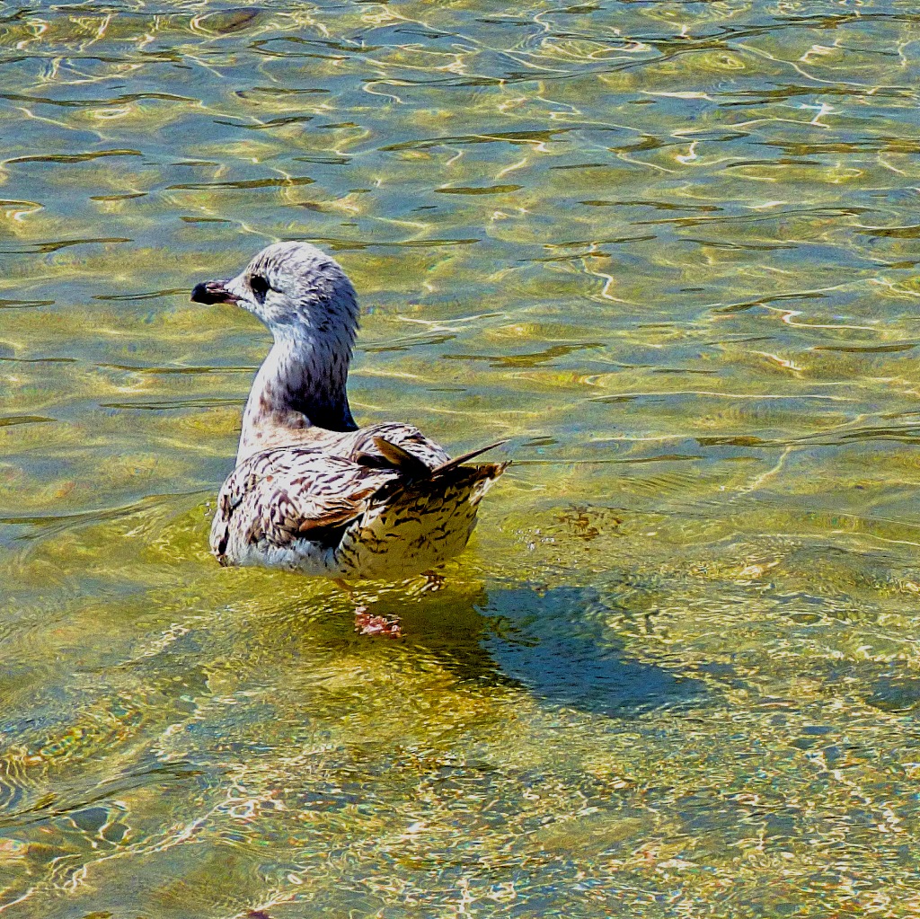 Swimming gull